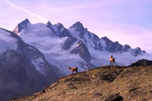 Stambecchi e marmotte nel Parco Nazionale del Gran Paradiso immersi nella natura alpina.