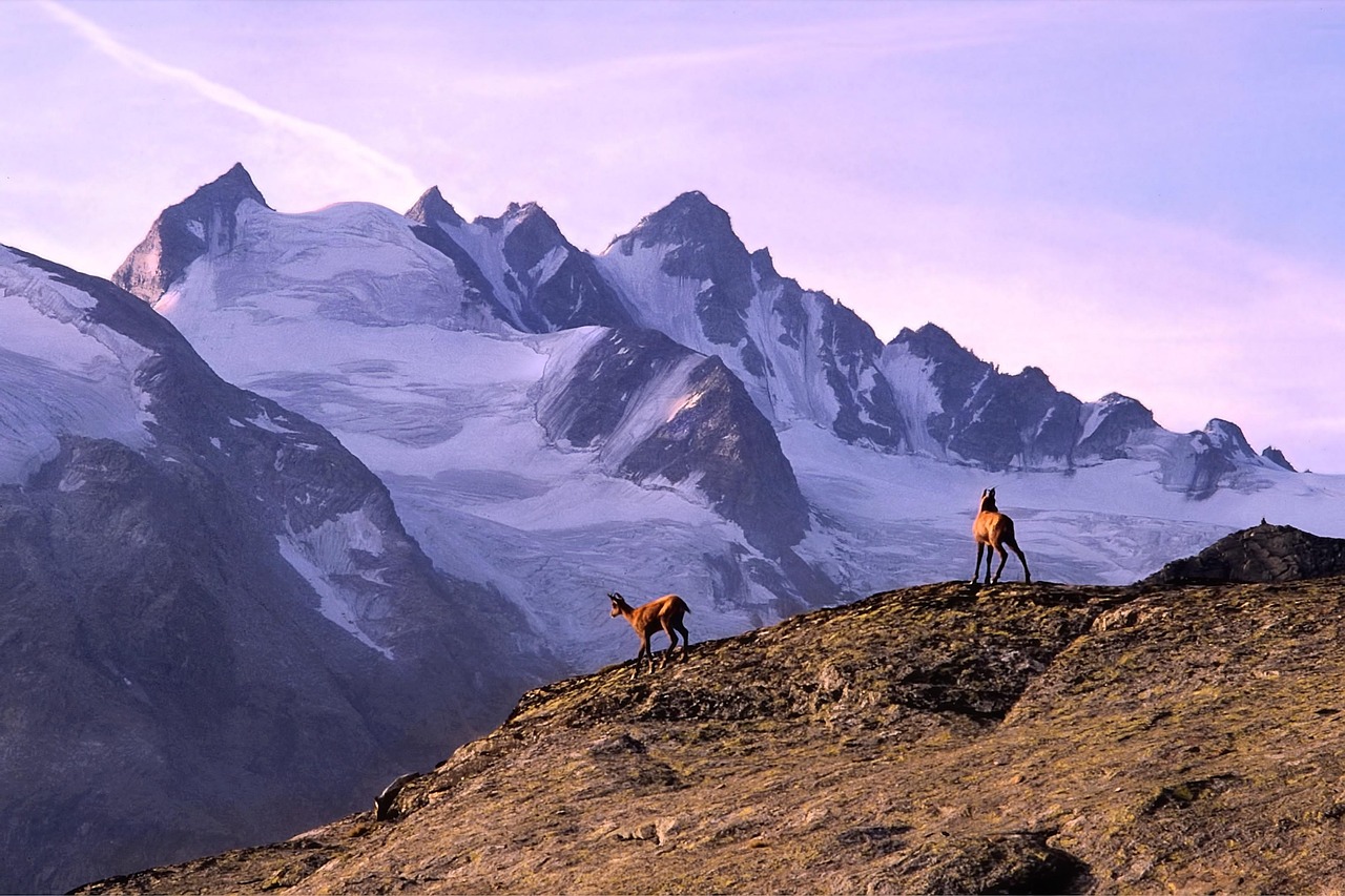 Stambecchi e marmotte nel Parco Nazionale del Gran Paradiso immersi nella natura alpina.