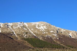 Orso bruno marsicano nel Parco Nazionale d'Abruzzo, immerso nella natura selvaggia.