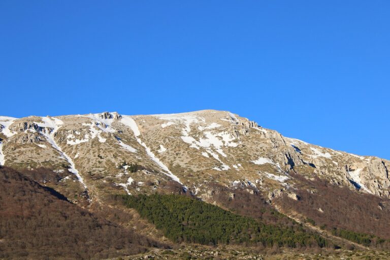 Orso bruno marsicano nel Parco Nazionale d'Abruzzo, immerso nella natura selvaggia.