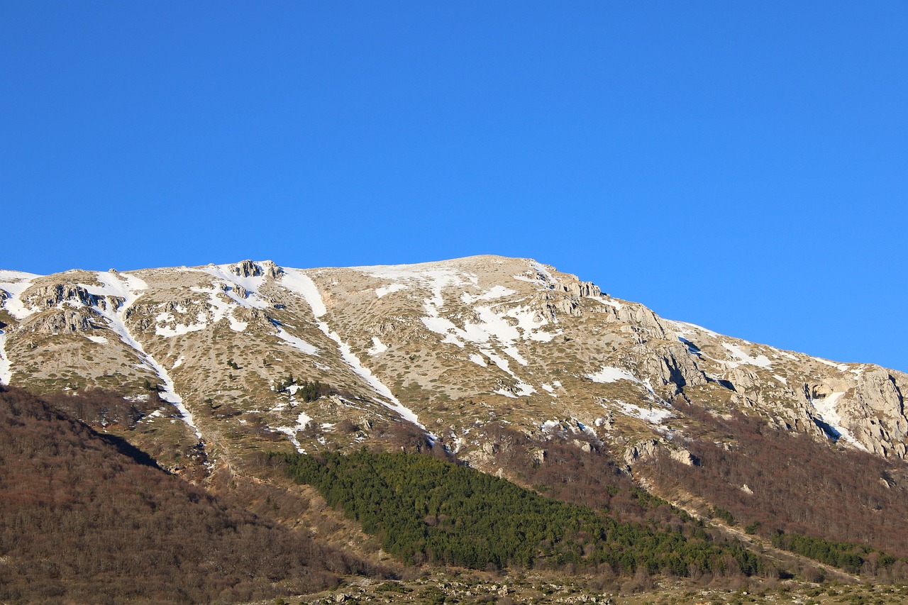 Orso bruno marsicano nel Parco Nazionale d'Abruzzo, immerso nella natura selvaggia.